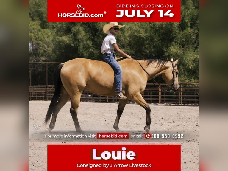 Caballo cuarto de milla Caballo castrado 6 años 147 cm Buckskin/Bayo in Caldwell, ID