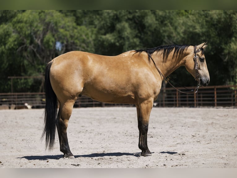 Caballo cuarto de milla Caballo castrado 6 años 147 cm Buckskin/Bayo in Caldwell, ID