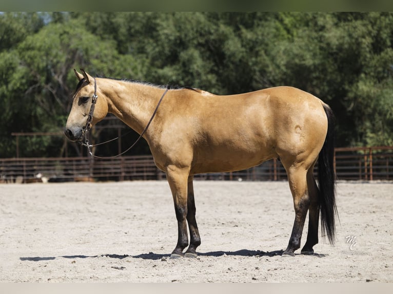 Caballo cuarto de milla Caballo castrado 6 años 147 cm Buckskin/Bayo in Caldwell, ID