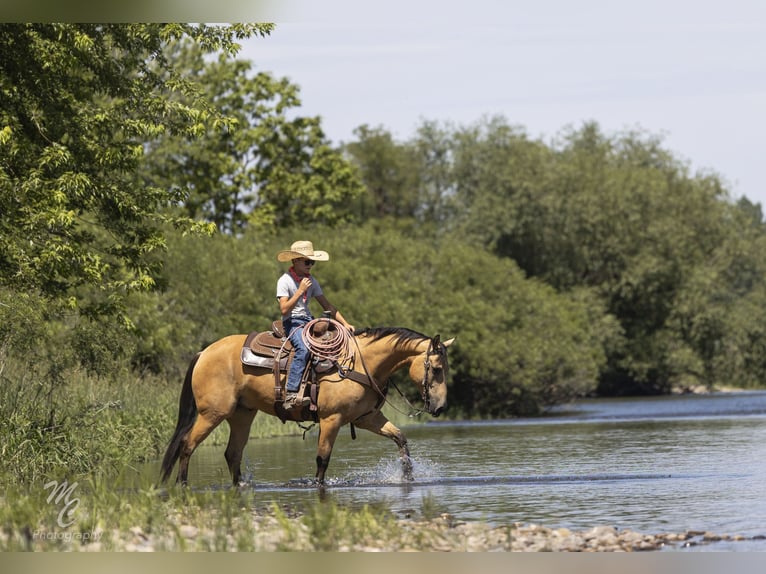 Caballo cuarto de milla Caballo castrado 6 años 147 cm Buckskin/Bayo in Caldwell, ID