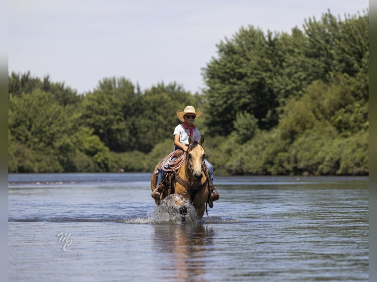 Caballo cuarto de milla Caballo castrado 6 años 147 cm Buckskin/Bayo in Caldwell, ID