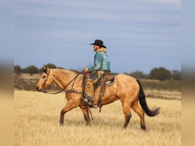 Caballo cuarto de milla Caballo castrado 6 años 147 cm Buckskin/Bayo in Ranger