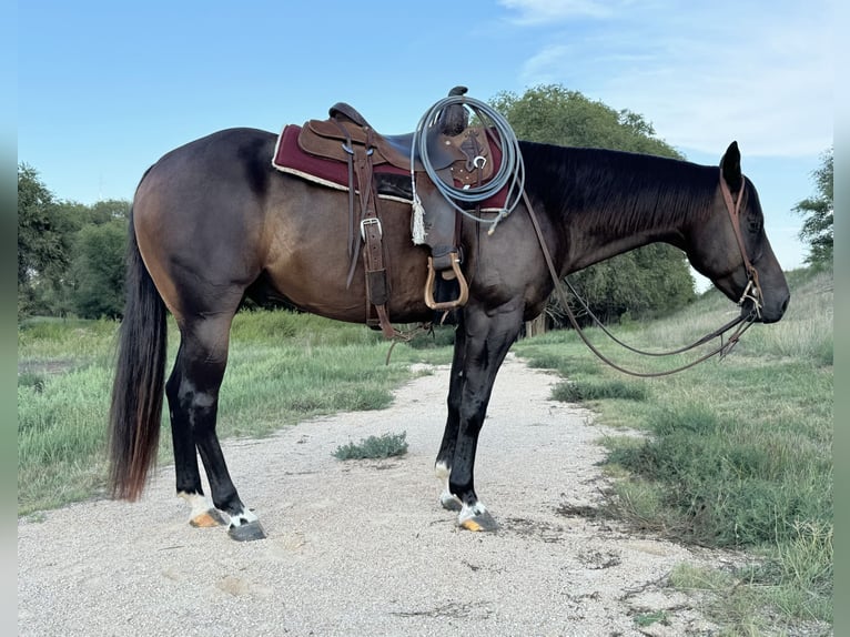 Caballo cuarto de milla Caballo castrado 6 años 147 cm Castaño rojizo in Dalhart, TX