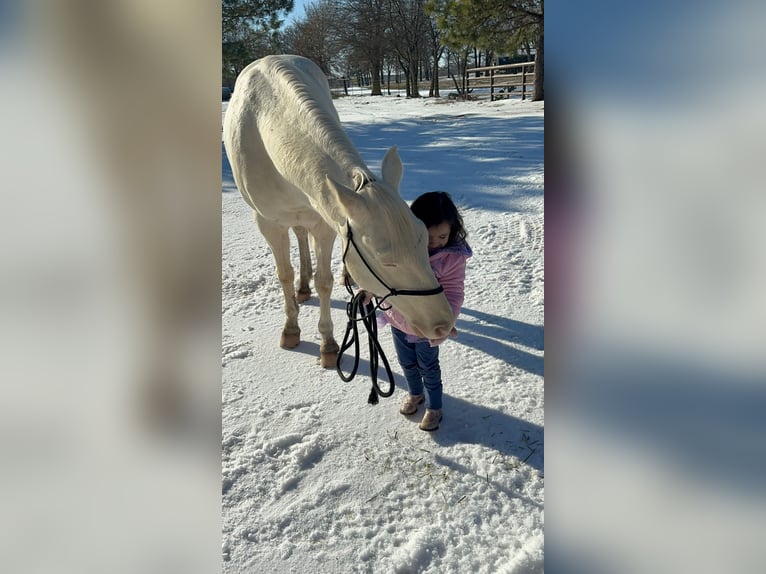 Caballo cuarto de milla Caballo castrado 6 años 147 cm Cremello in Sulphur Springs