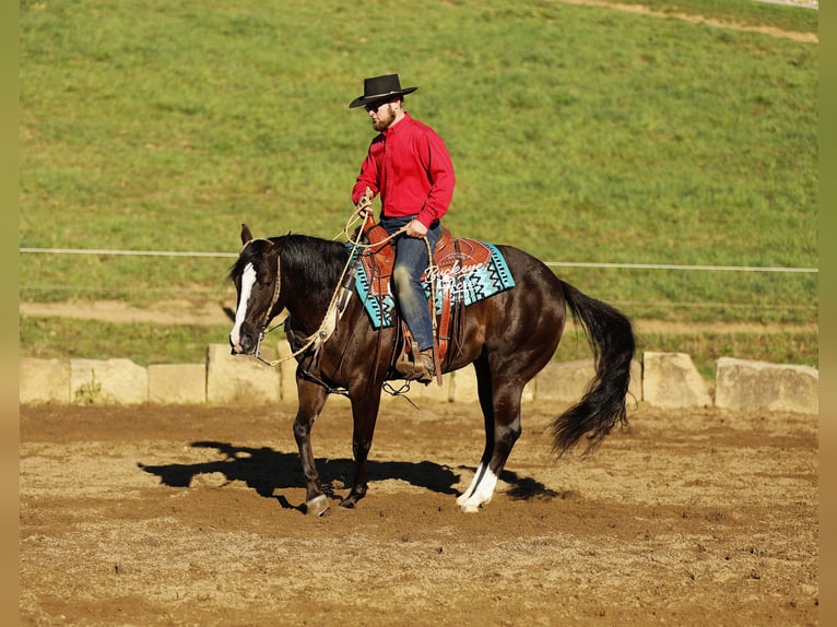 Caballo cuarto de milla Caballo castrado 6 años 147 cm Negro in Millersburg