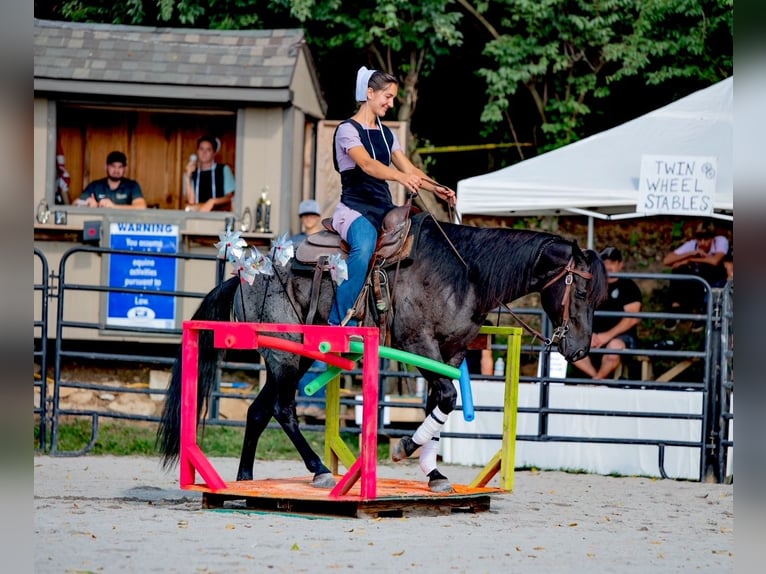 Caballo cuarto de milla Caballo castrado 6 años 147 cm Ruano azulado in Gordonville