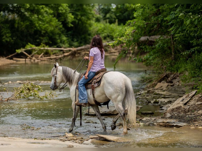 Caballo cuarto de milla Caballo castrado 6 años 147 cm Tordo in Auburn, KY