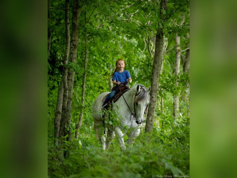 Caballo cuarto de milla Caballo castrado 6 años 147 cm Tordo in Auburn, KY