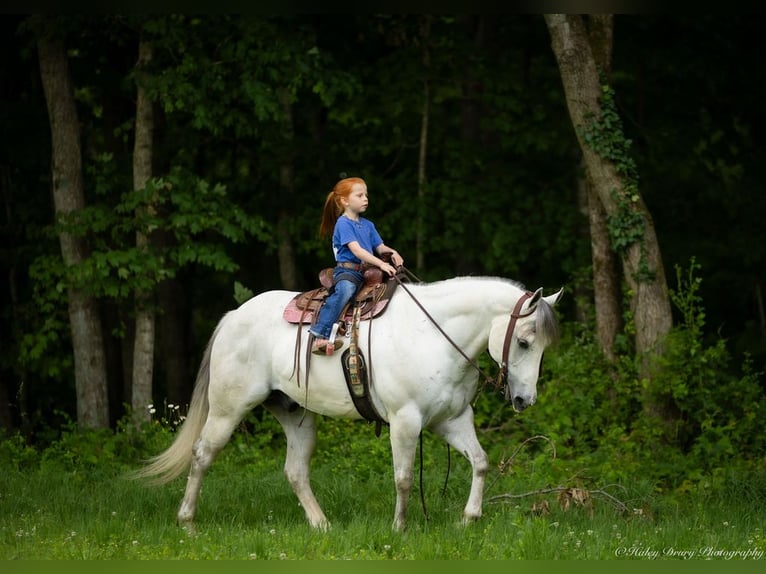 Caballo cuarto de milla Caballo castrado 6 años 147 cm Tordo in Auburn, KY
