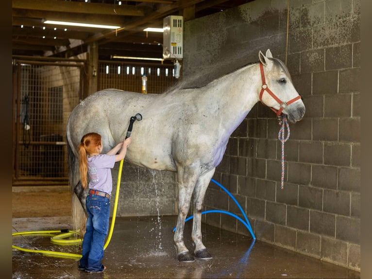Caballo cuarto de milla Caballo castrado 6 años 147 cm Tordo in Auburn, KY
