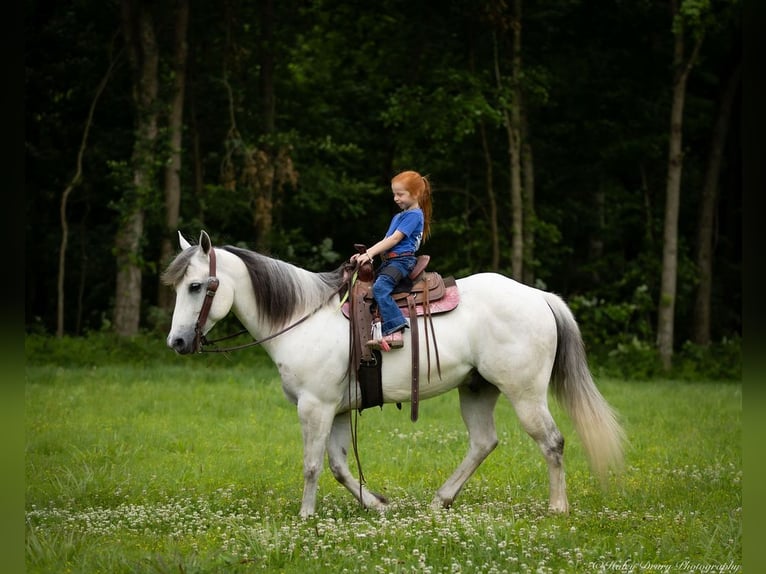 Caballo cuarto de milla Caballo castrado 6 años 147 cm Tordo in Auburn, KY