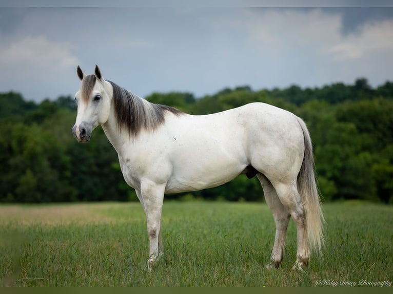 Caballo cuarto de milla Caballo castrado 6 años 147 cm Tordo in Auburn, KY