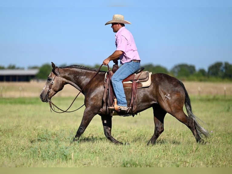 Caballo cuarto de milla Caballo castrado 6 años 147 cm Tordo in Pennington, TX