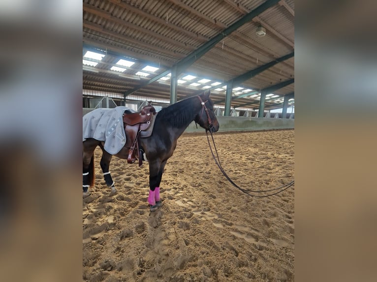 Caballo cuarto de milla Caballo castrado 6 años 148 cm Castaño in Winsen (Aller)