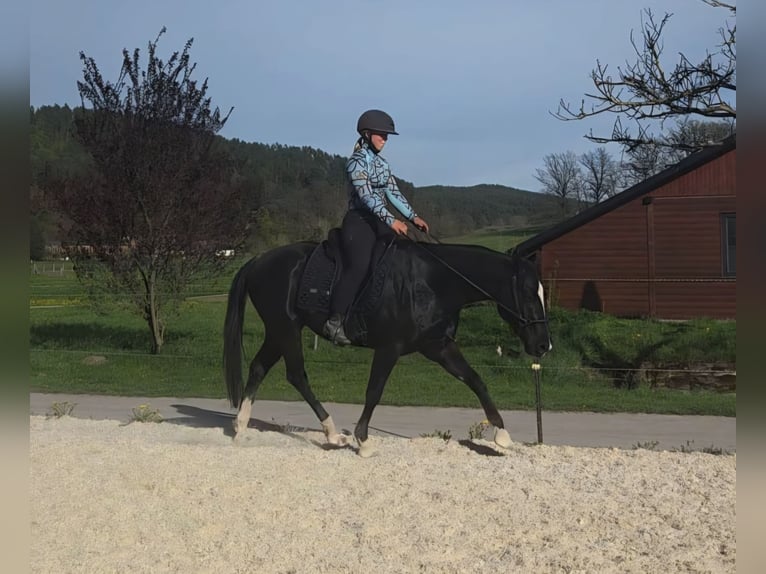 Caballo cuarto de milla Caballo castrado 6 años 149 cm Negro in Langenorla