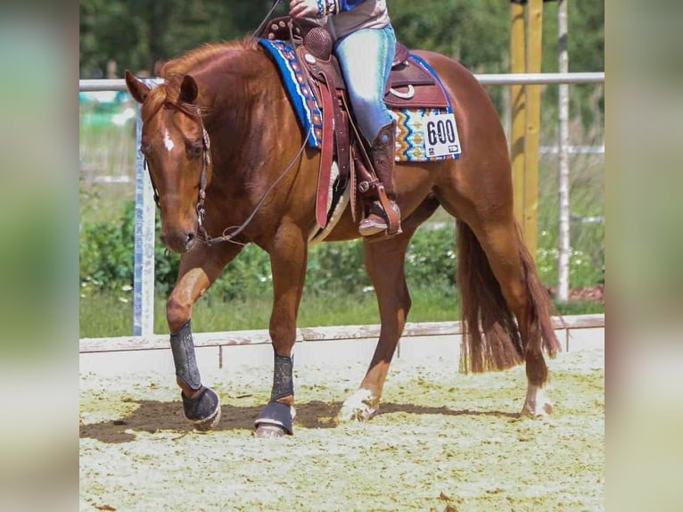 Caballo cuarto de milla Caballo castrado 6 años 150 cm Alazán in Duingen