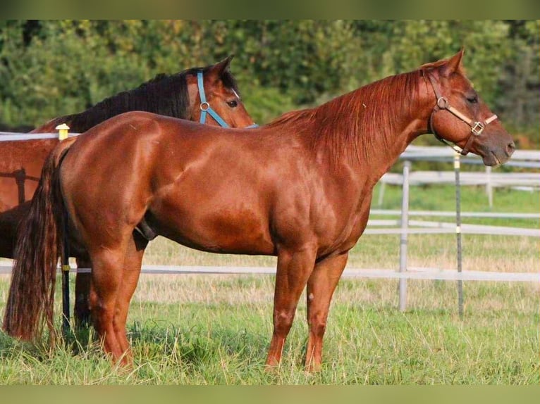 Caballo cuarto de milla Caballo castrado 6 años 150 cm Alazán in Duingen