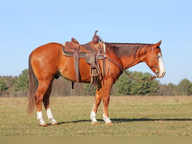Caballo cuarto de milla Caballo castrado 6 años 150 cm Alazán rojizo in Clarion