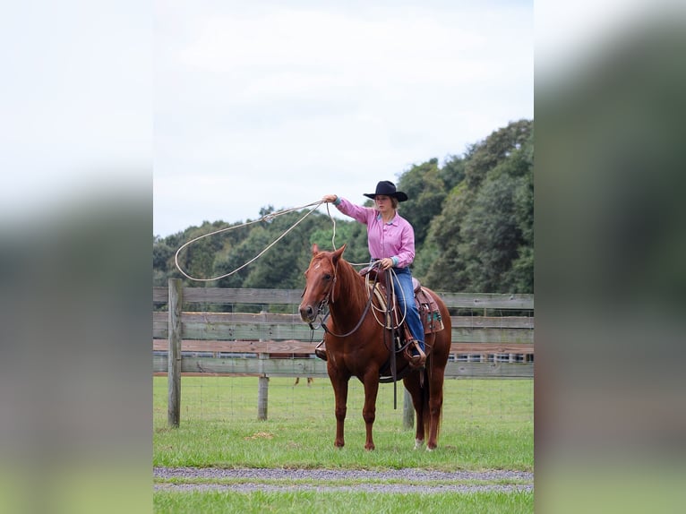 Caballo cuarto de milla Caballo castrado 6 años 150 cm Alazán rojizo in Wilmer, AL