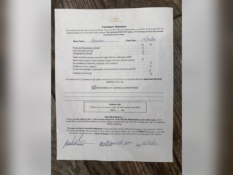 Caballo cuarto de milla Caballo castrado 6 años 150 cm Alazán rojizo in Gainesville