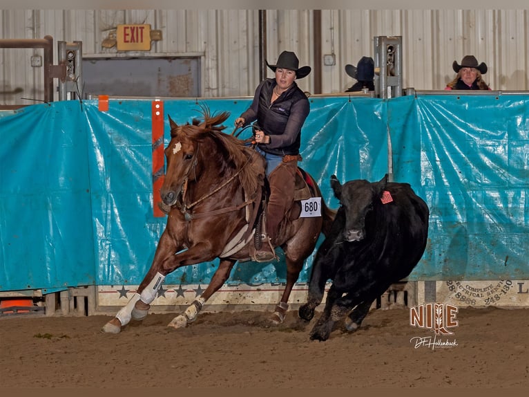 Caballo cuarto de milla Caballo castrado 6 años 150 cm Alazán-tostado in Billings