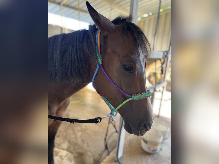 Caballo cuarto de milla Mestizo Caballo castrado 6 años 150 cm Alazán-tostado in Ragusa Ibla