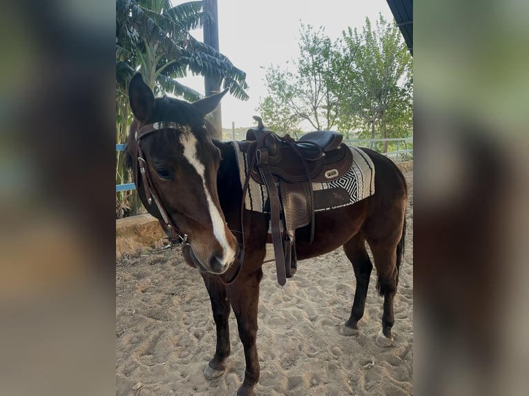 Caballo cuarto de milla Mestizo Caballo castrado 6 años 150 cm Alazán-tostado in Ragusa Ibla