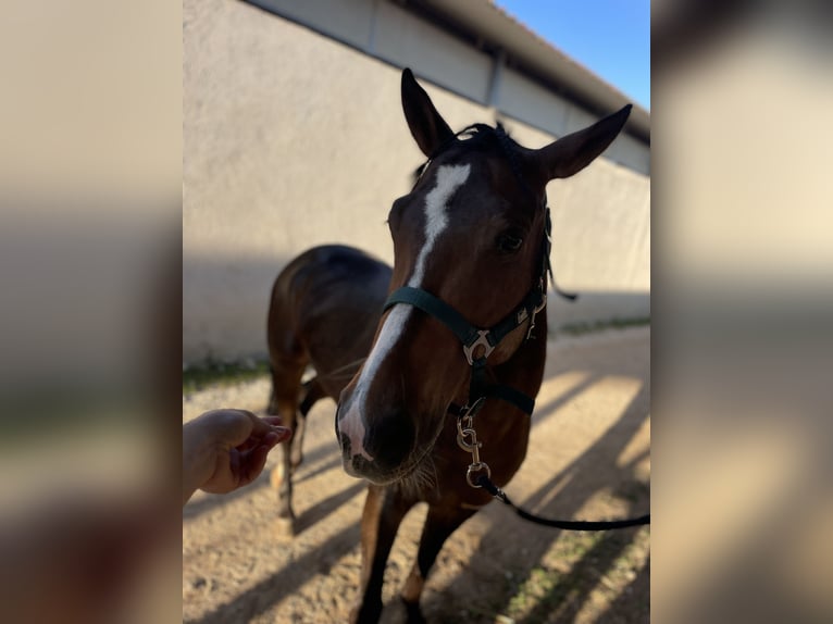 Caballo cuarto de milla Mestizo Caballo castrado 6 años 150 cm Alazán-tostado in Ragusa Ibla