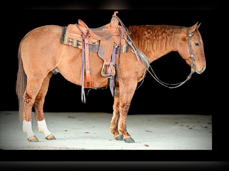 Caballo cuarto de milla Caballo castrado 6 años 150 cm Bayo in Clarion, PA