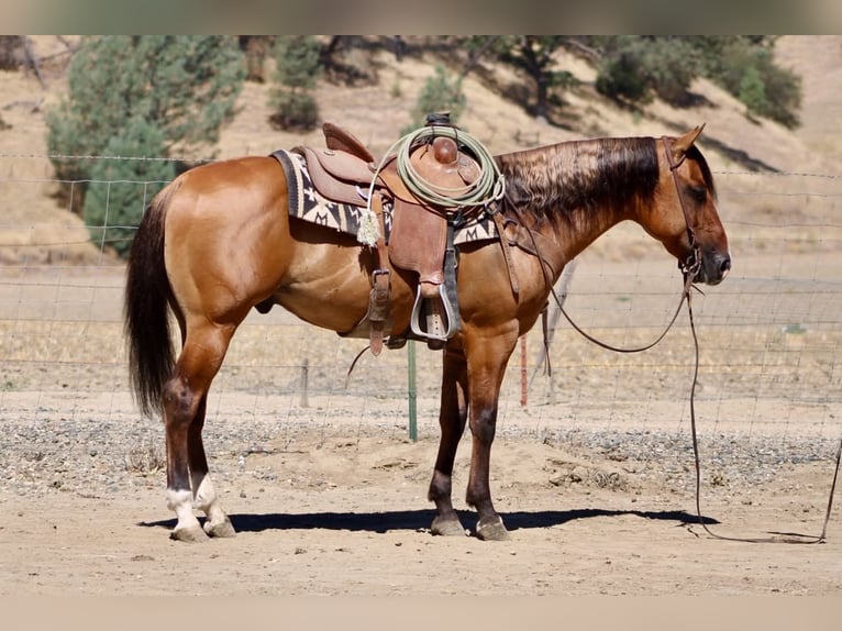 Caballo cuarto de milla Caballo castrado 6 años 150 cm Bayo in Paicines