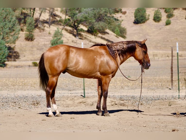 Caballo cuarto de milla Caballo castrado 6 años 150 cm Bayo in Paicines