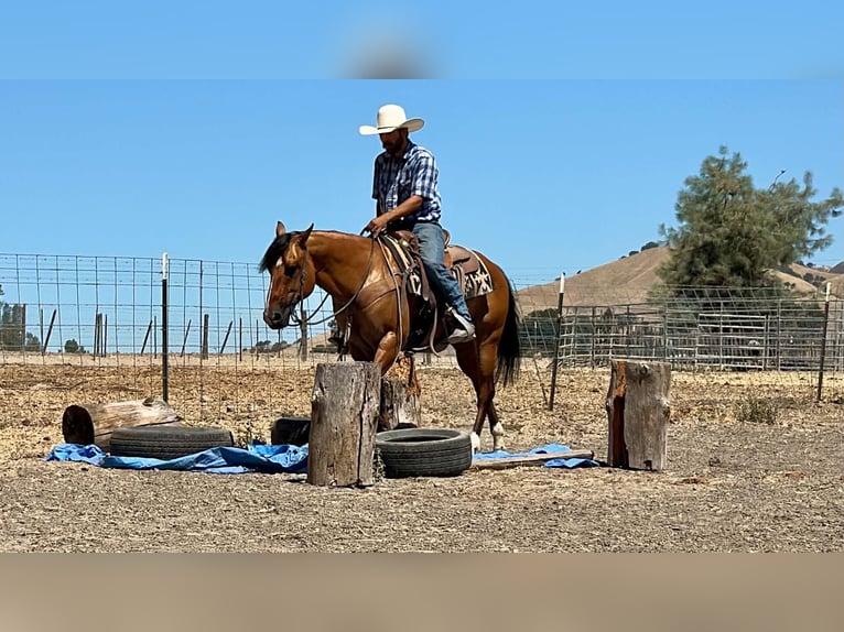Caballo cuarto de milla Caballo castrado 6 años 150 cm Bayo in Paicines