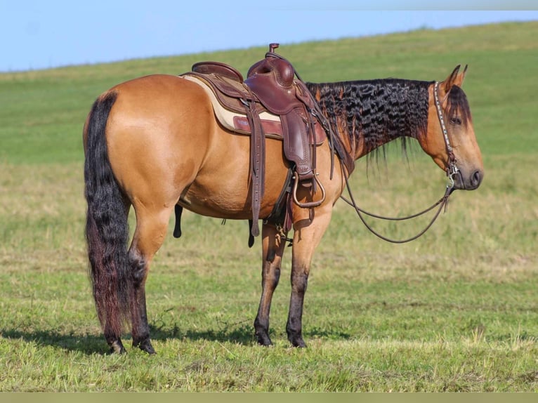 Caballo cuarto de milla Caballo castrado 6 años 150 cm Buckskin/Bayo in Clarion, PA