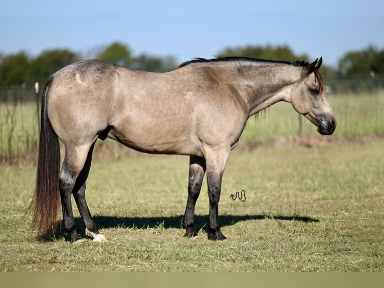 Caballo cuarto de milla Caballo castrado 6 años 150 cm Buckskin/Bayo in Kaufman, TX