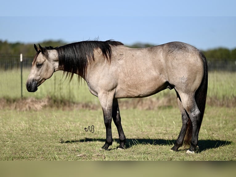 Caballo cuarto de milla Caballo castrado 6 años 150 cm Buckskin/Bayo in Kaufman, TX