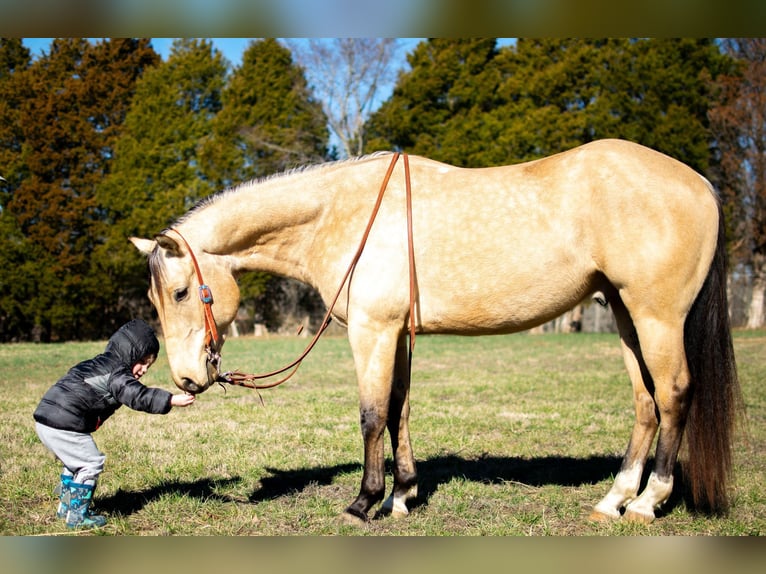Caballo cuarto de milla Caballo castrado 6 años 150 cm Buckskin/Bayo in Greenville Ky