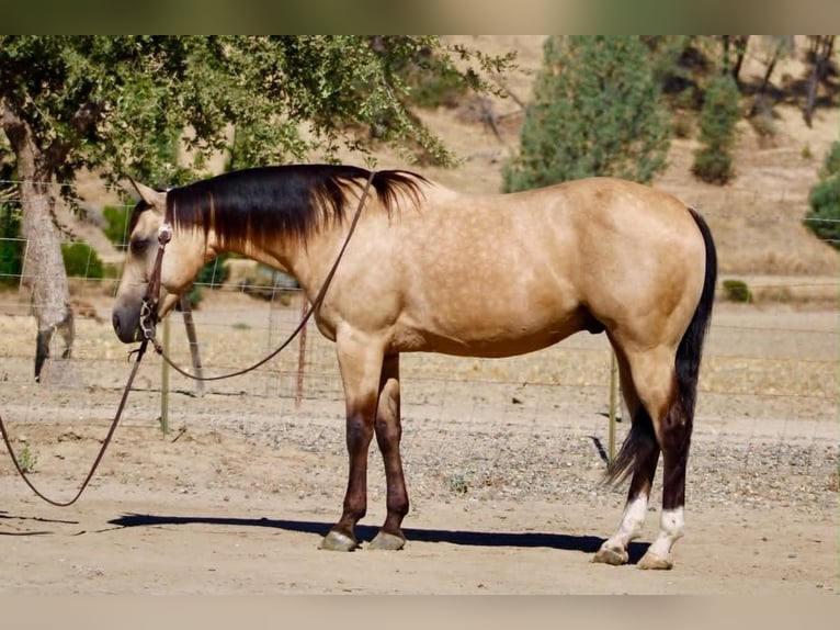 Caballo cuarto de milla Caballo castrado 6 años 150 cm Buckskin/Bayo in Tres Pinos