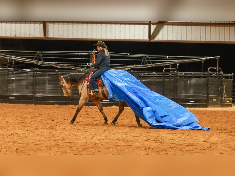 Caballo cuarto de milla Caballo castrado 6 años 150 cm Buckskin/Bayo in Quitman