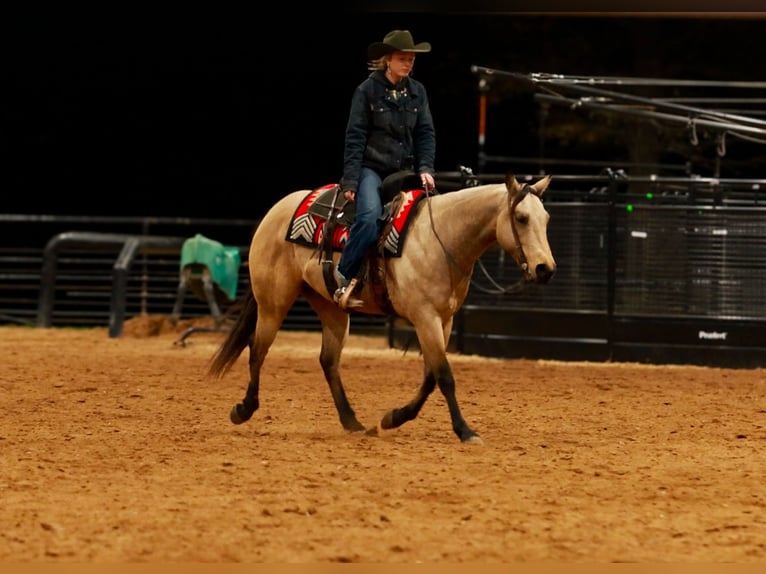 Caballo cuarto de milla Caballo castrado 6 años 150 cm Buckskin/Bayo in Quitman