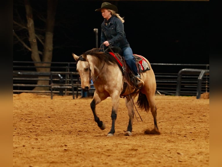 Caballo cuarto de milla Caballo castrado 6 años 150 cm Buckskin/Bayo in Quitman