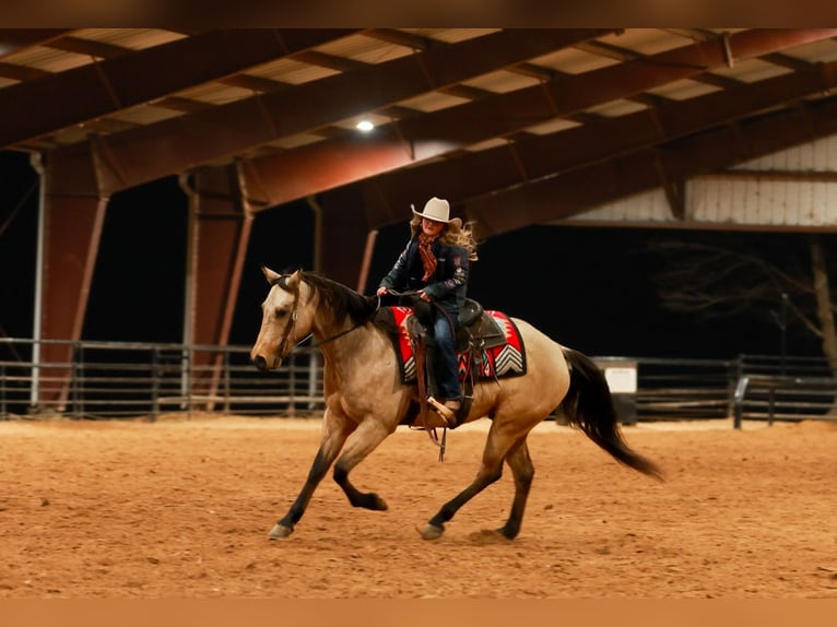 Caballo cuarto de milla Caballo castrado 6 años 150 cm Buckskin/Bayo in Quitman