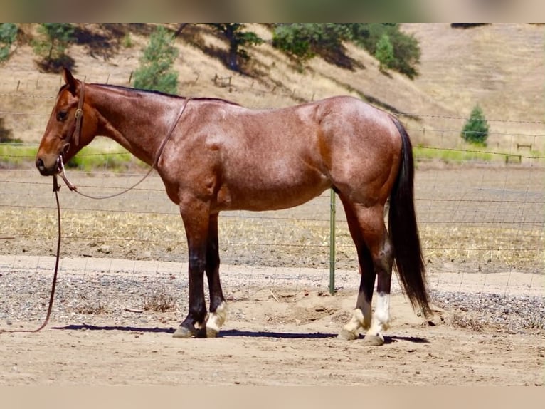 Caballo cuarto de milla Caballo castrado 6 años 150 cm Castaño-ruano in Tres Pinos