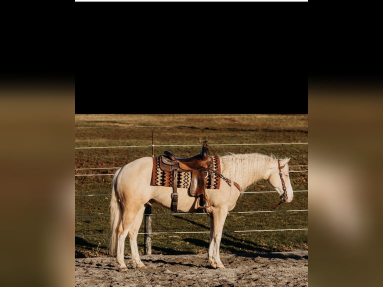 Caballo cuarto de milla Caballo castrado 6 años 150 cm Cremello in Andover