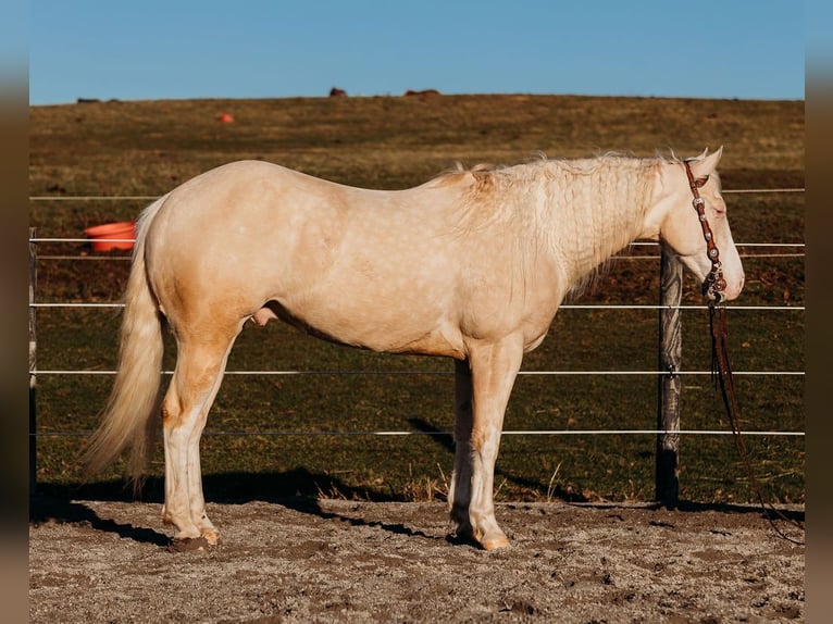 Caballo cuarto de milla Caballo castrado 6 años 150 cm Cremello in Andover
