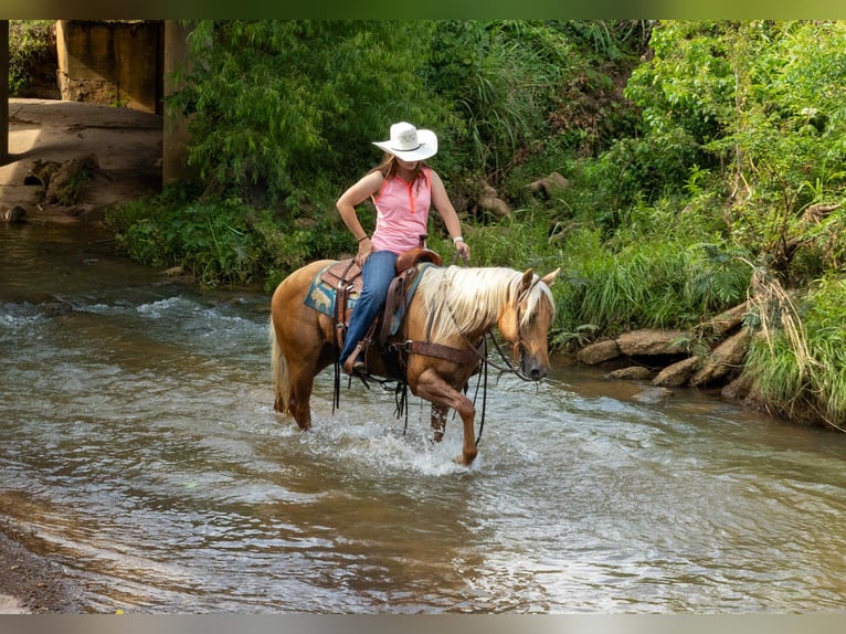 Caballo cuarto de milla Caballo castrado 6 años 150 cm Palomino in Rusk, TX