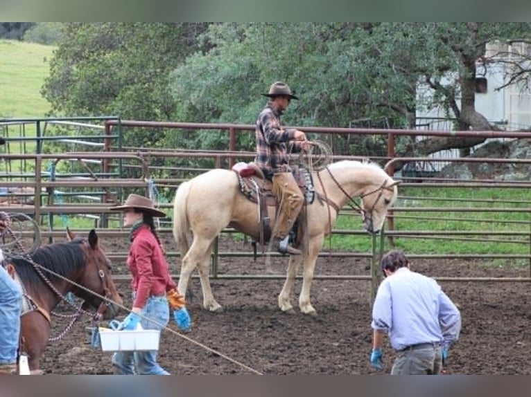 Caballo cuarto de milla Caballo castrado 6 años 150 cm Palomino in Atwater