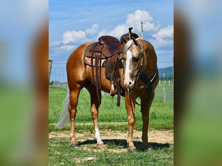 Caballo cuarto de milla Caballo castrado 6 años 150 cm Palomino in Rebersburg, PA