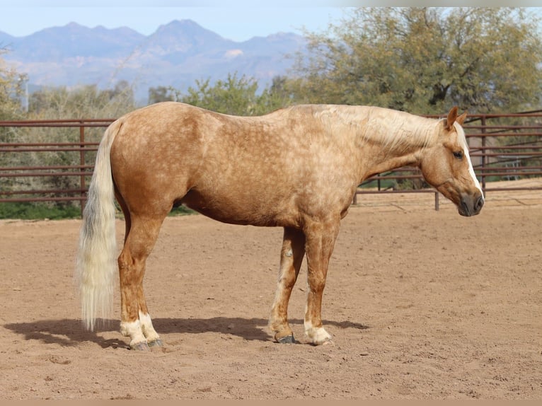 Caballo cuarto de milla Caballo castrado 6 años 150 cm Palomino in Scottsdale