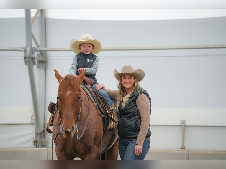 Caballo cuarto de milla Caballo castrado 6 años 150 cm Ruano alazán in Saint Anthony