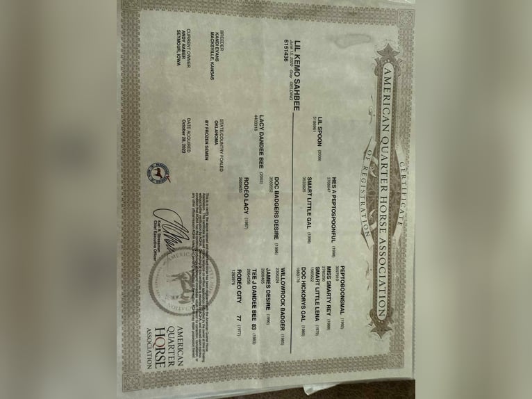 Caballo cuarto de milla Caballo castrado 6 años 150 cm Tordo in Rusk TX